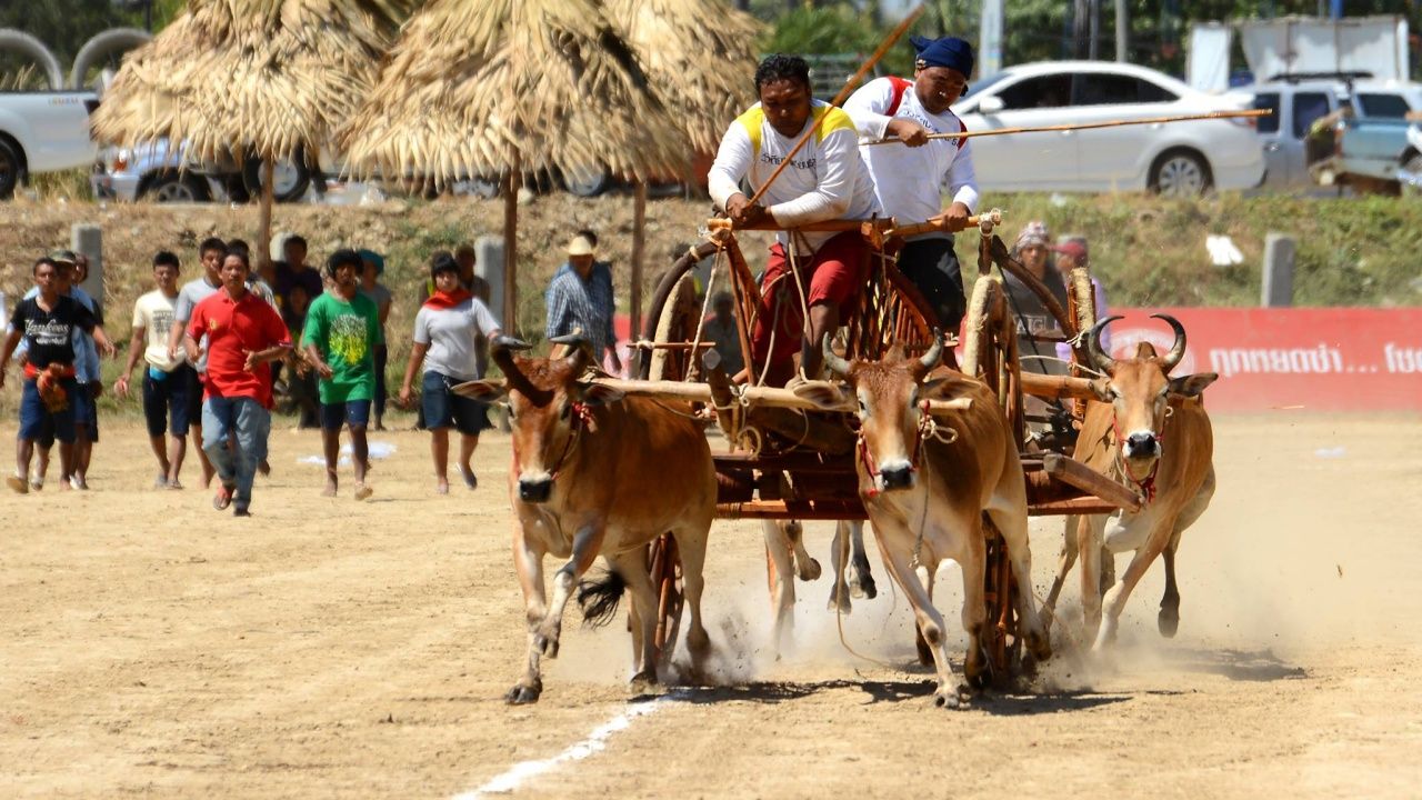 แข่งขันวัวเทียมเกวียน ประเพณีหนึ่งเดียวที่เพชรบุรี