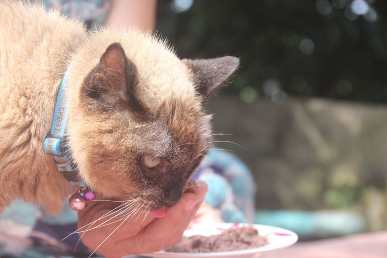 เปลี่ยนมากินอาหารกระป๋อง เพราะมีปัญหาการบดเคี้ยว