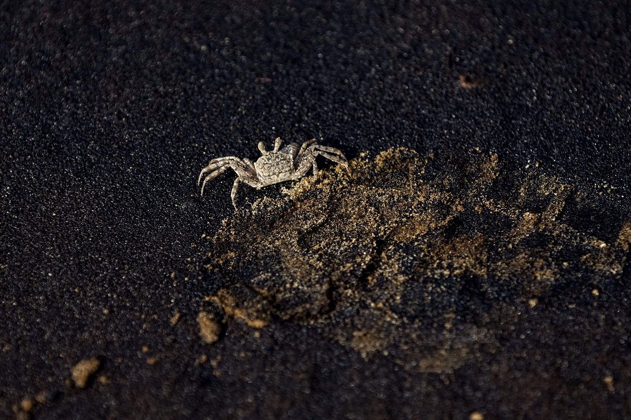 สัตว์ทะเลได้รับผลกระทบต่อชีวิตและที่อยู่อาศัย