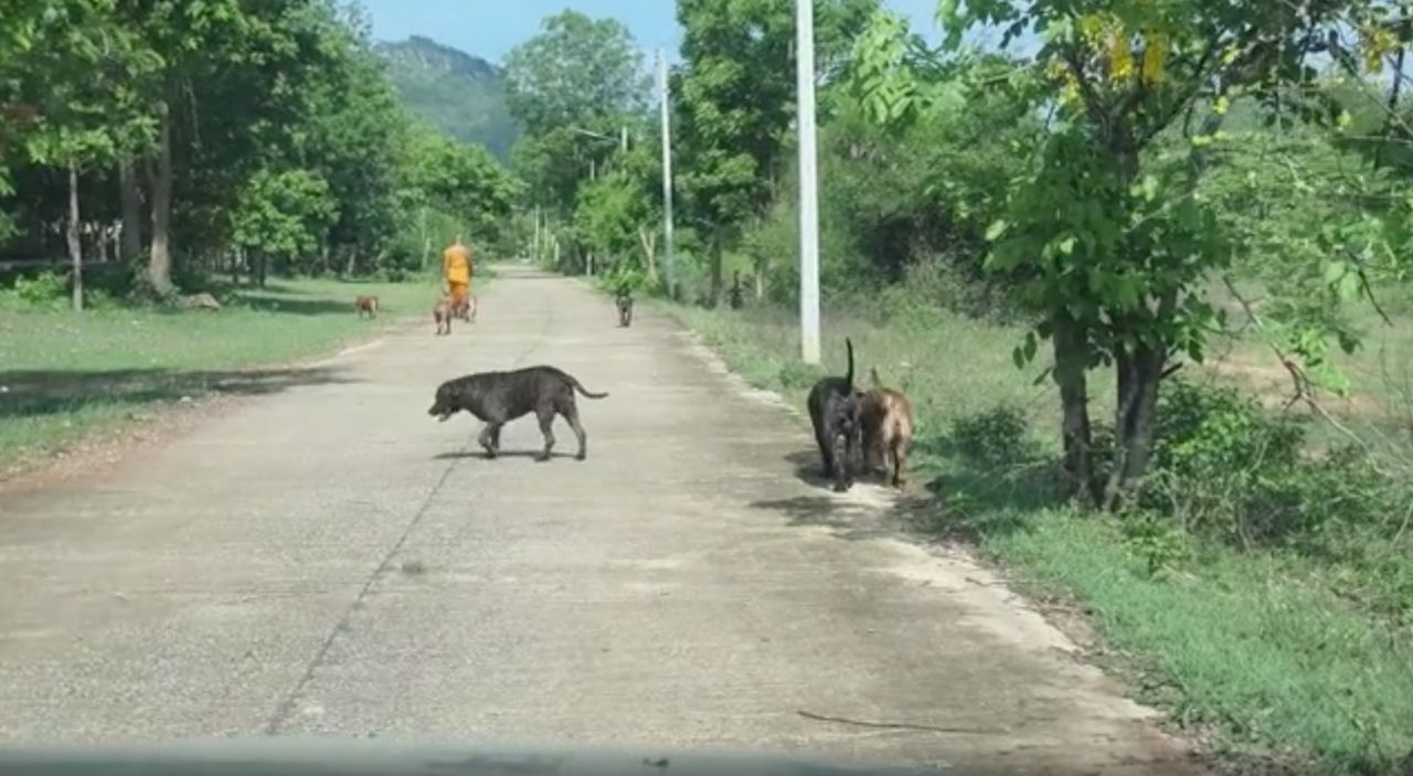 พระยืนยันเล่นได้ ไม่ดุร้าย