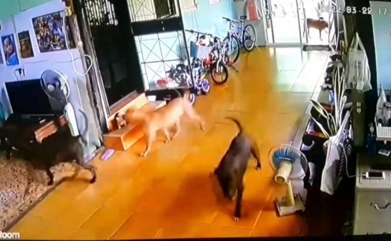 นาทีฝูงพิตบูลบุกเข้าบ้าน
