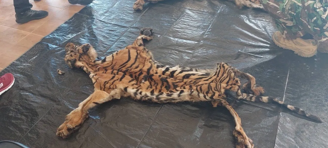 บางครั้งนักล่าก็กลายเป็นเหยื่อถูกล่า