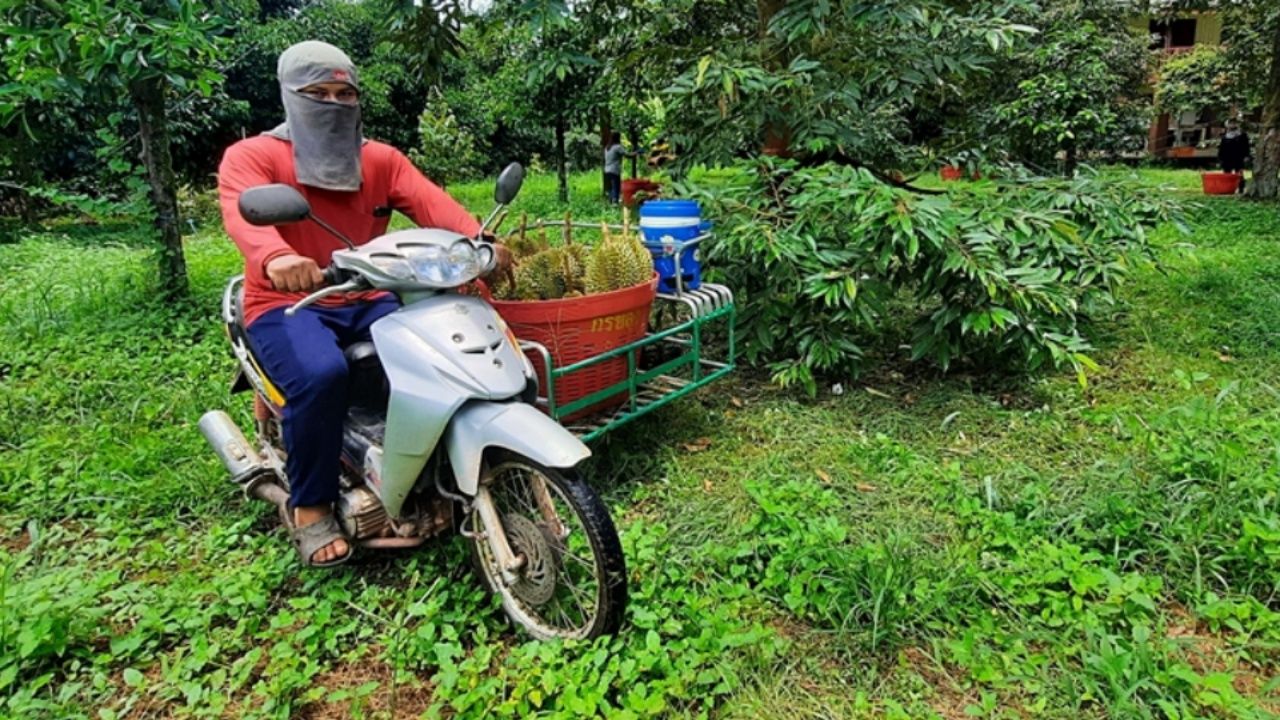 ตัดจากสวนกันแบบสดๆ