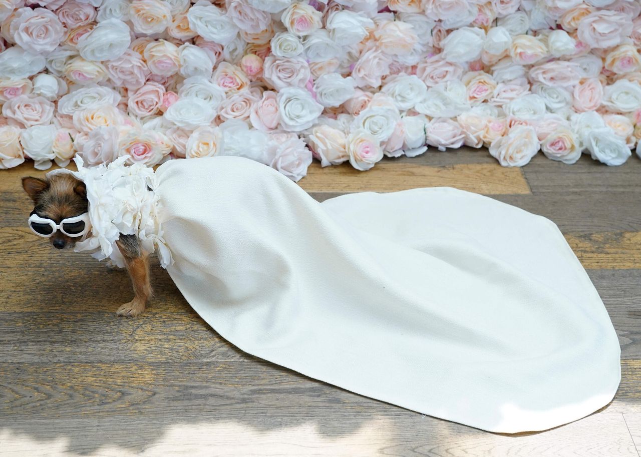 มิเรย์ - โจ สุนัขพันธุ์ชอร์กกี้ ในชุดเดียวกันกับ ริฮานนา (Rihanna)