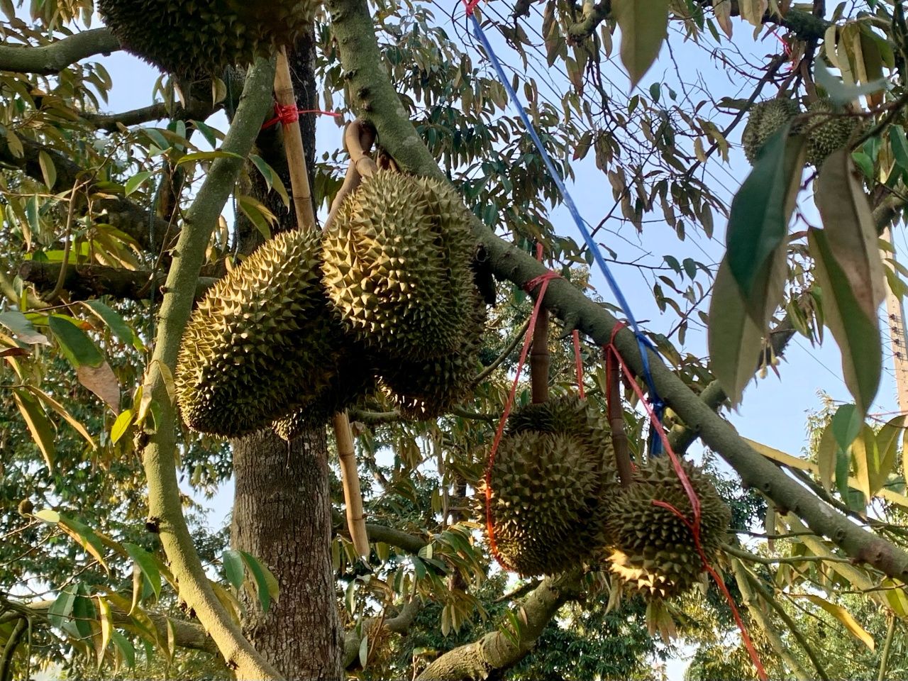 หมอนทองคลองลอย ถือเป็นทุเรียนระดับแถวหน้าของไทย เป็นที่ต้องการของตลาดต่างประเทศ โดยเฉพาะจีน สั่งจองทุกปี 