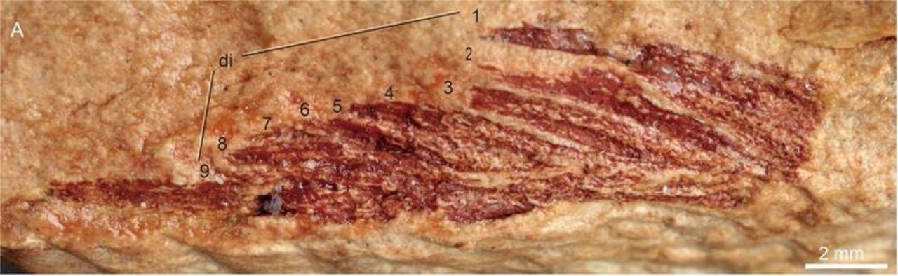 จีนพบฟอสซิล ‘ปลาน้ำจืด 9 หาง’ สภาพดีชิ้นแรกของโลก ที่เขตปกครองตนเองกว่างซีจ้วงทางตอนใต้