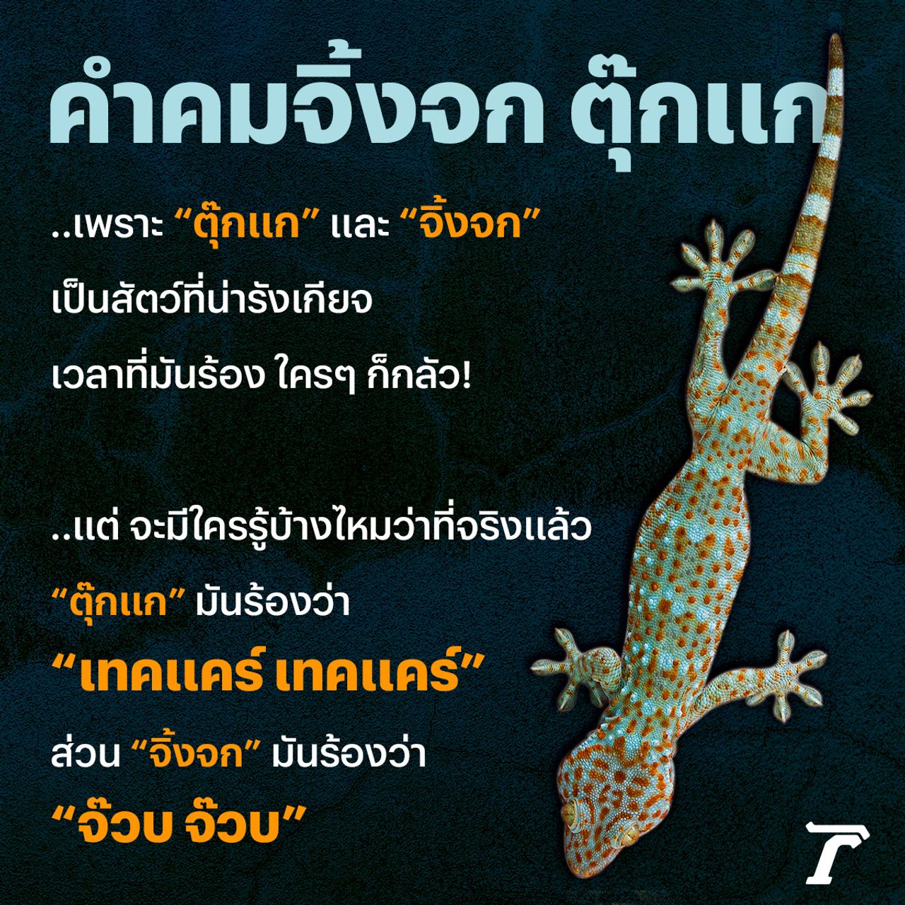 คำคมวาเลนไทน์, คำคมจิ้งจก