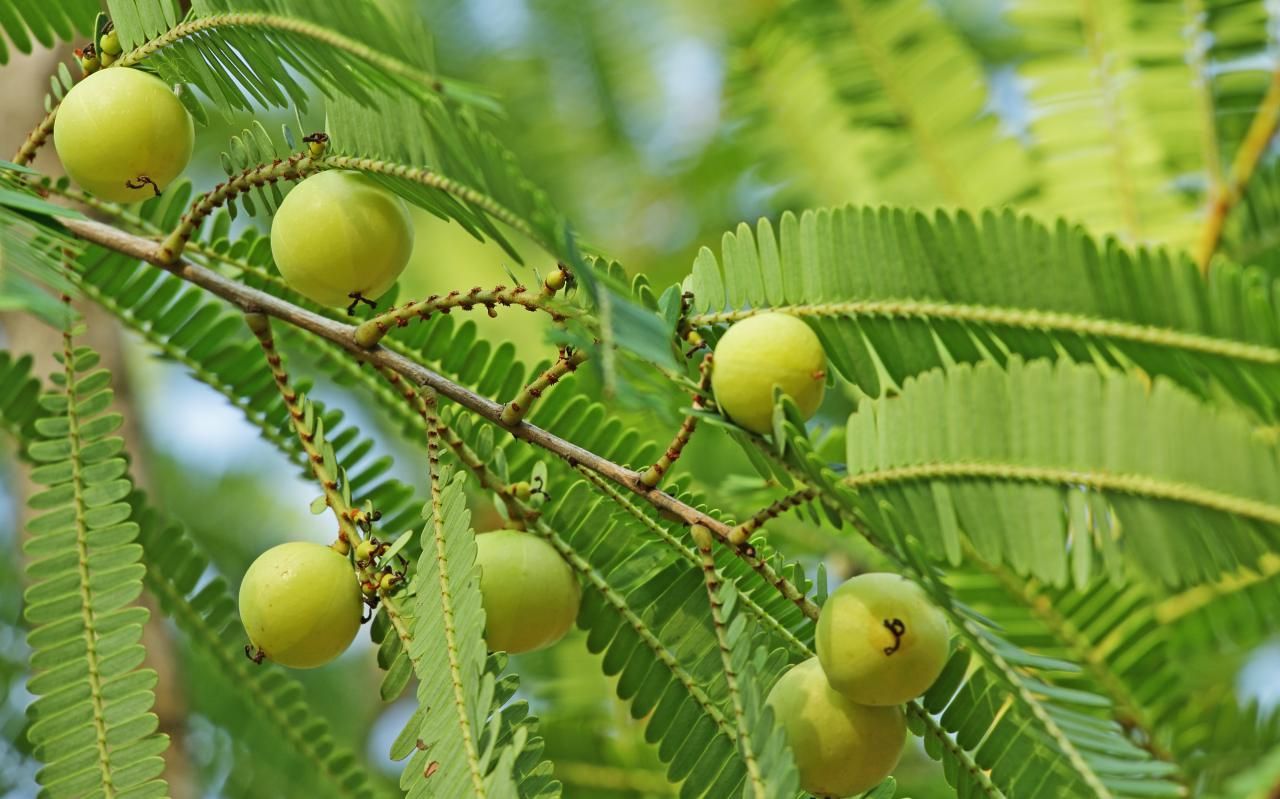 สารสกัดจากมะขามป้อมมีฤทธิ์ป้องกันรังสี 