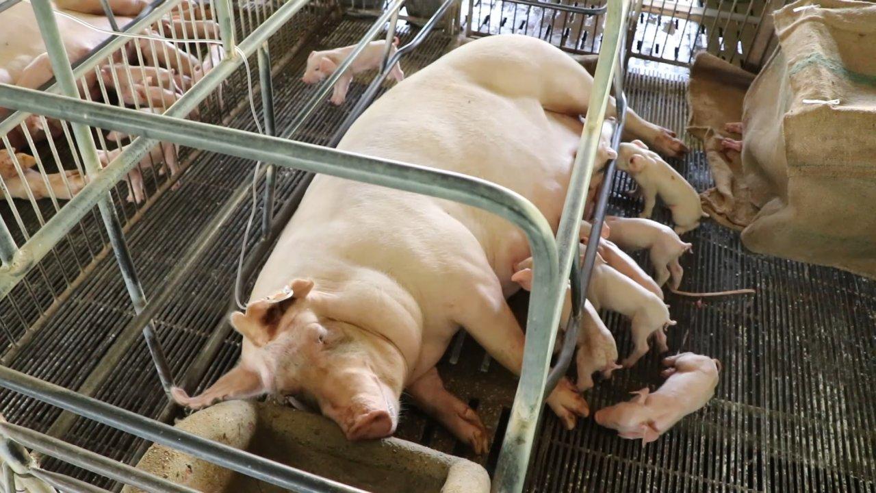 ผู้เลี้ยงสุกรไทยลำบาก วอนรัฐปราบหมูเถื่อนจริงจัง ฟื้นฟูรายกลาง-ย่อยโดยเร็ว