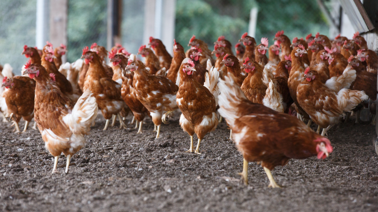 กรมอนามัย แนะอย่าตื่นตระหนก "ไข้หวัดนก H5N1" หลังพบเด็กเสียชีวิตที่กัมพูชา