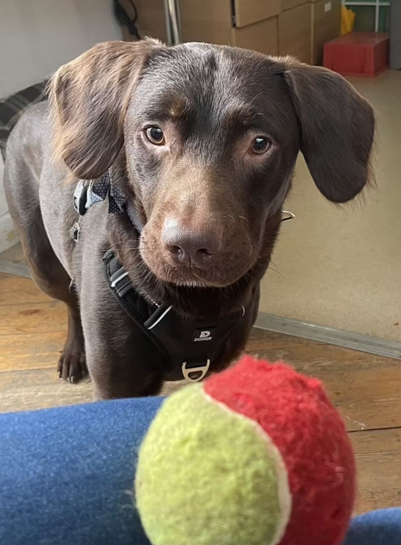 ภาพจากเฟซบุ๊ก Woodside Animal Welfare Trust : โคโค่ สุนัขพันธุ์ลาบราดอร์ วัย 2 ปี เป็นสุนัขตัวแรกในอังกฤษที่ได้รับการบำบัดอาการติดเหล้า