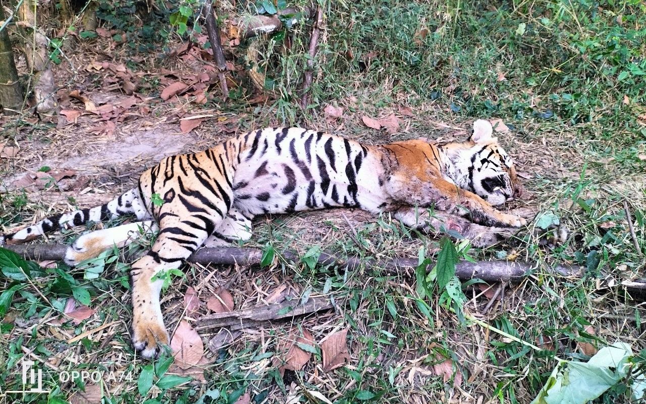 ซากที่พบในป่า