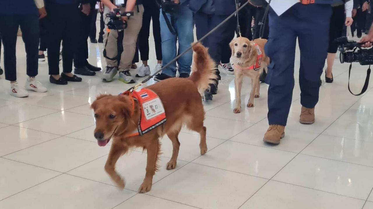 ถึงไทยแล้ว ทีมกู้ภัย และสุนัข K9 หลังเดินทางไปช่วยเหลือเหตุแผ่นดินไหวตุรกี