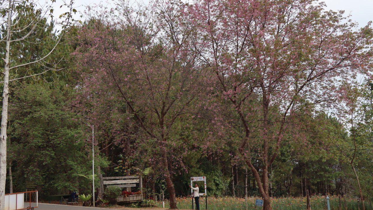 นักท่องเที่ยวแห่ชมดอกนางพญาเสือโคร่ง โค้งสุดท้ายฤดูหนาวที่ภูหินร่องกล้า