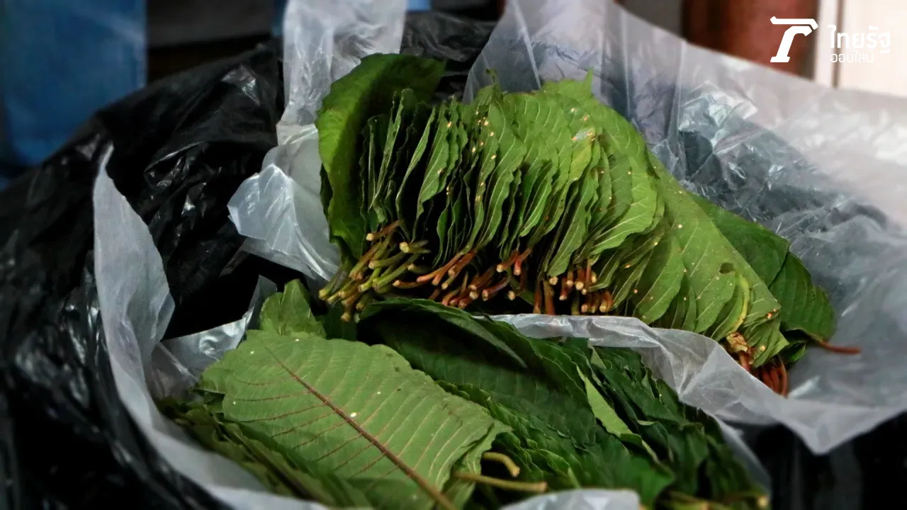 ตำรับยาพื้นบ้าน จาก “ใบกระท่อม” สรรพคุณเพียบ แก้ลงแดง ลดเบาหวาน