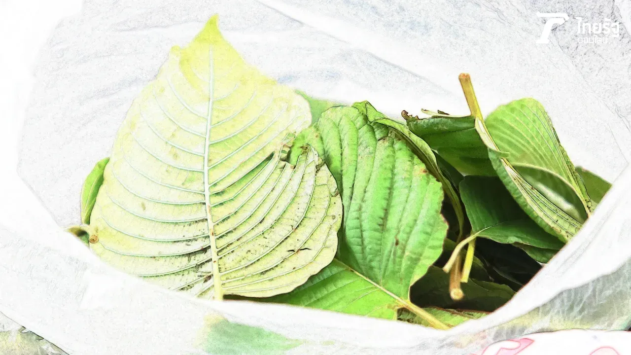 ตำรับยาพื้นบ้าน จาก “ใบกระท่อม” สรรพคุณเพียบ แก้ลงแดง ลดเบาหวาน