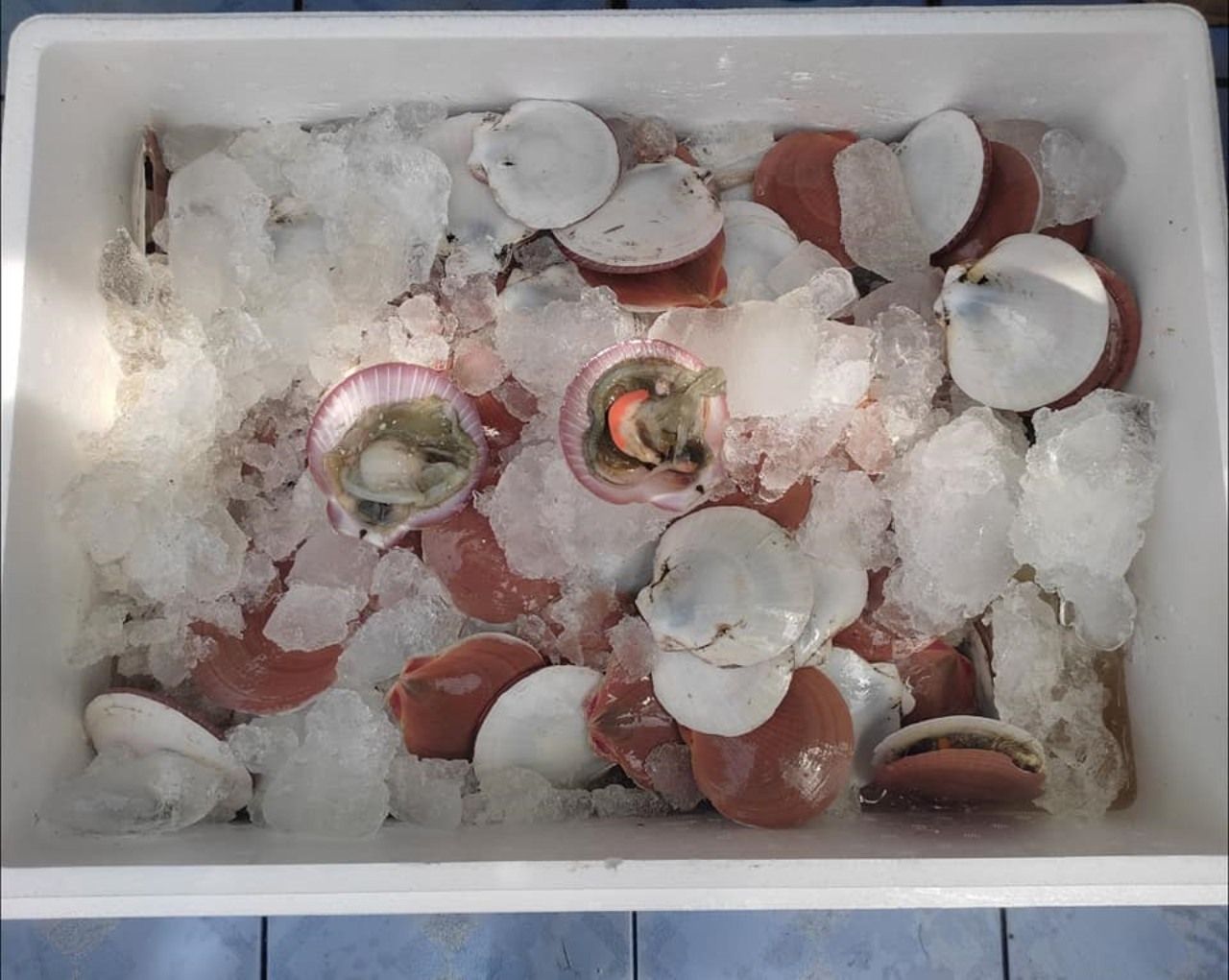 ตัวอย่างกล่องสุ่มหอยเชลล์จากแพเจริญทรัพย์