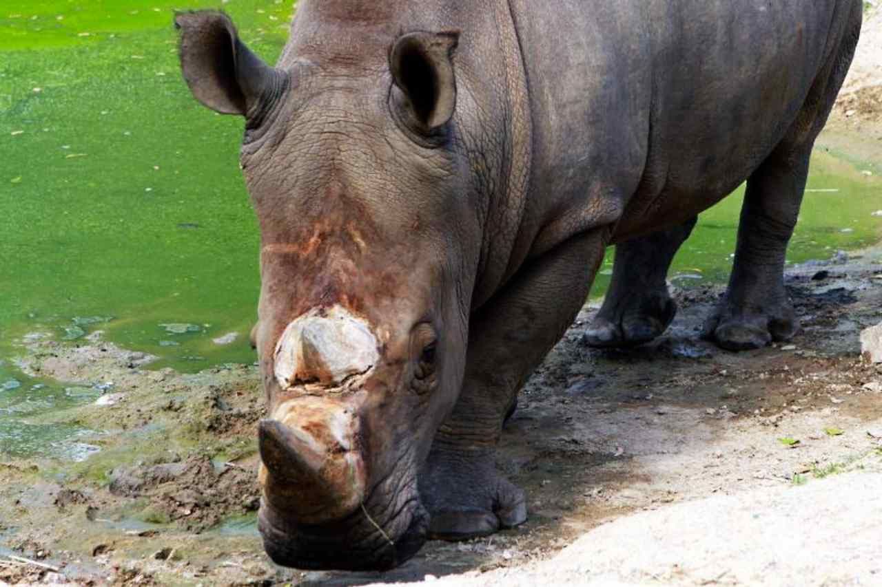 ภาพจากองค์การสวนสัตว์แห่งประเทศไทย