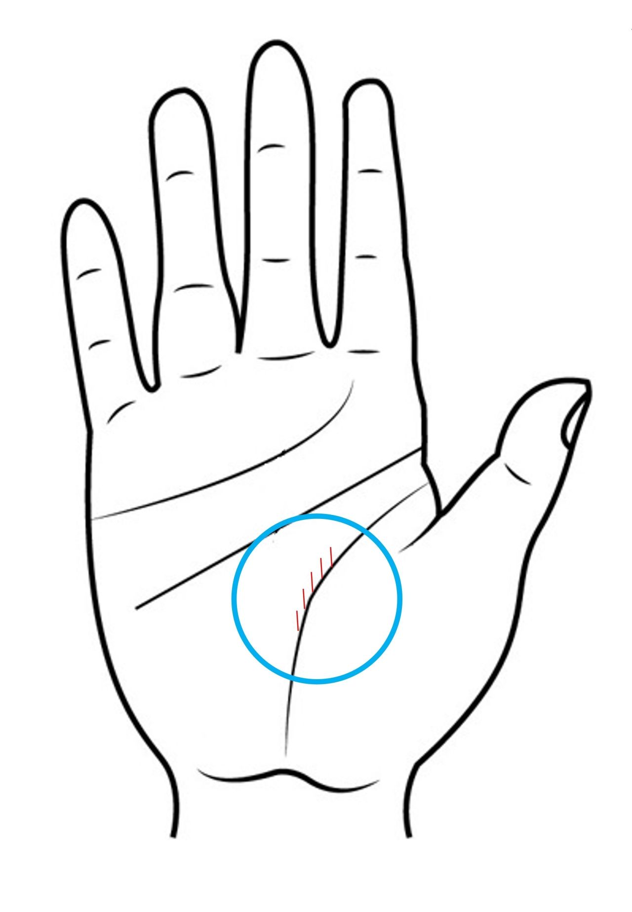 เส้นลาภที่ตั้งขึ้นมาจากเส้นชีวิต