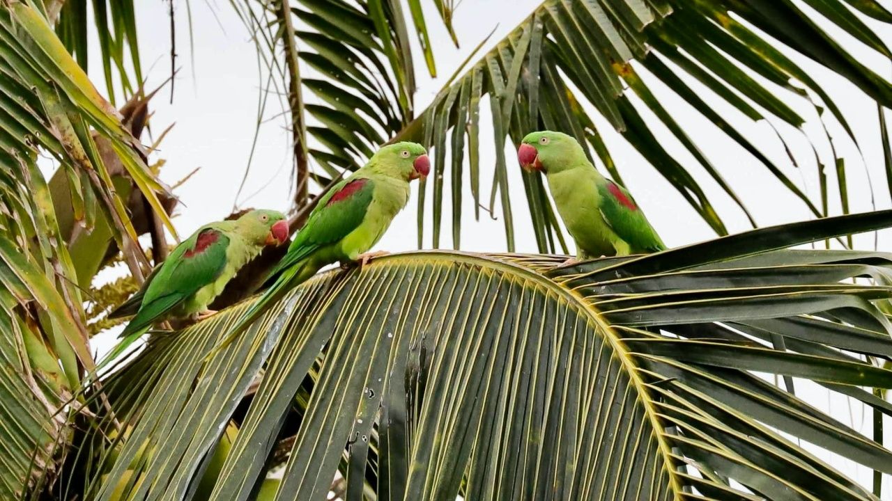 นกแก้วโม่ง นกที่ถูกตั้งชื่อตาม อเล็กซานเดอร์มหาราช ในธรรมชาติตอนนี้ เหลืออยู่ไม่มากแล้ว 