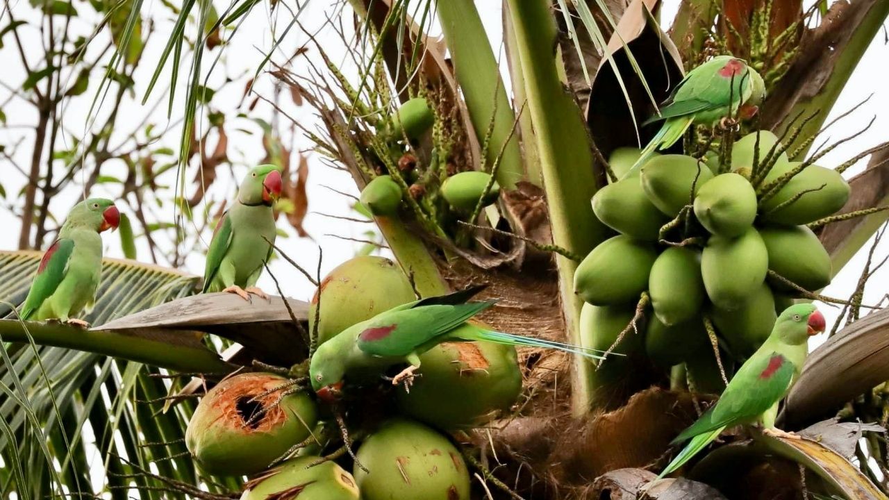 สีเขียวกลมกลืนไปกับต้นไม้