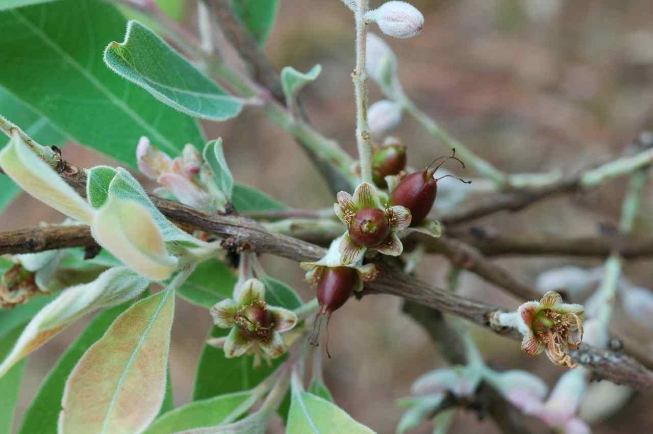 ภาพจากองค์การสวนพฤกษศาสตร์ (qsbg.org)