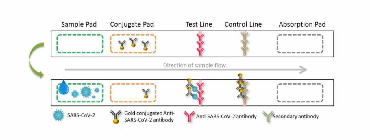 ภาพหลักการแสดงและขั้นตอนทดสอบด้วย Antigen Rapid Test จาก www.acebiolab.com/TW/news/44