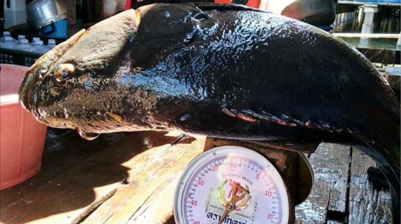 ราคาขายกิโลกรัมละ 600 บาท