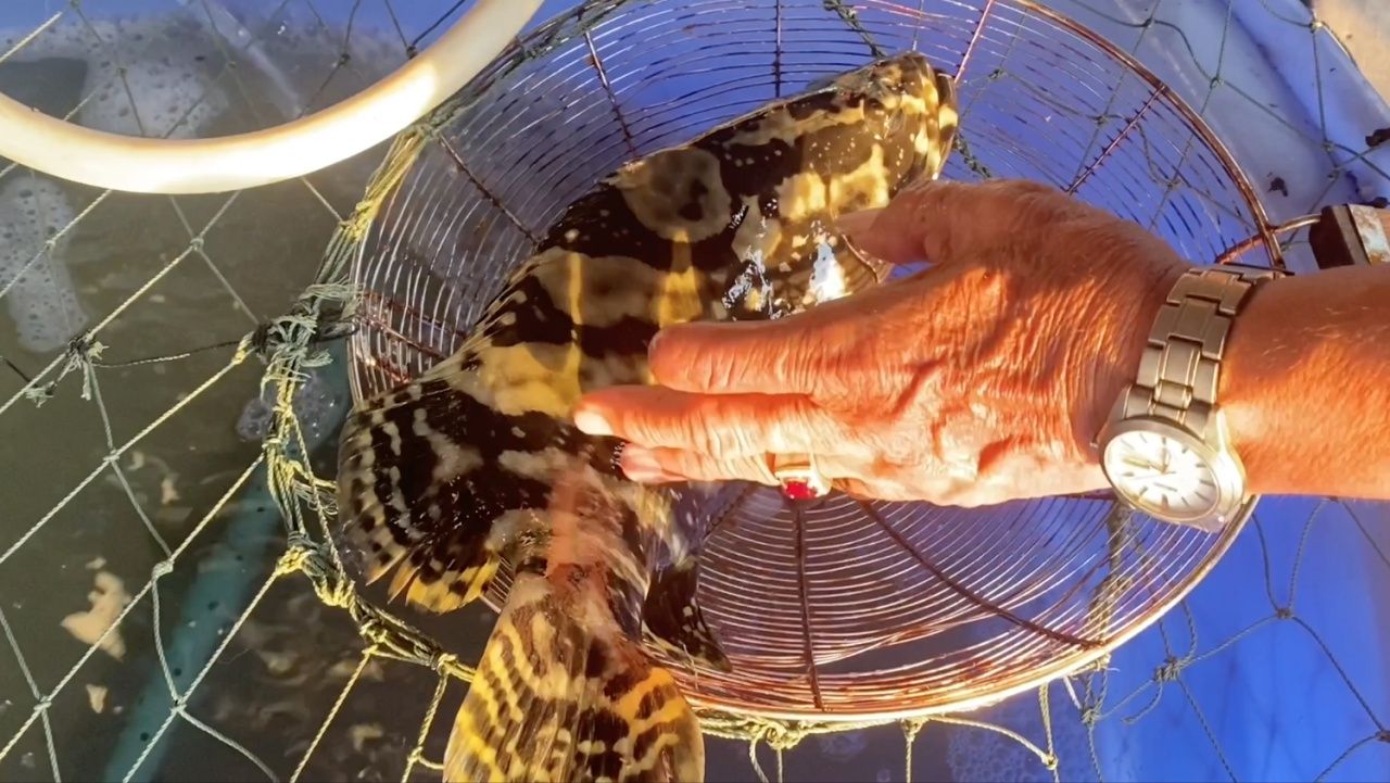 ปลาเก๋ามุกมังกรขนาด 1.5 กก.ทำอาหารได้ 2 เมนู