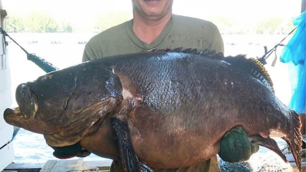 ปลาเก๋ามุกมังกร ตัวโตจะมีขนาดน้องๆ ปลาหมอทะเล แม่พันธุ์ของมัน