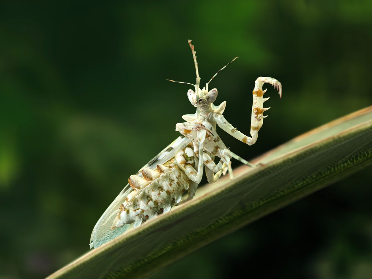 การซูมแบบมาโครของ HUAWEI Pura 70 Series