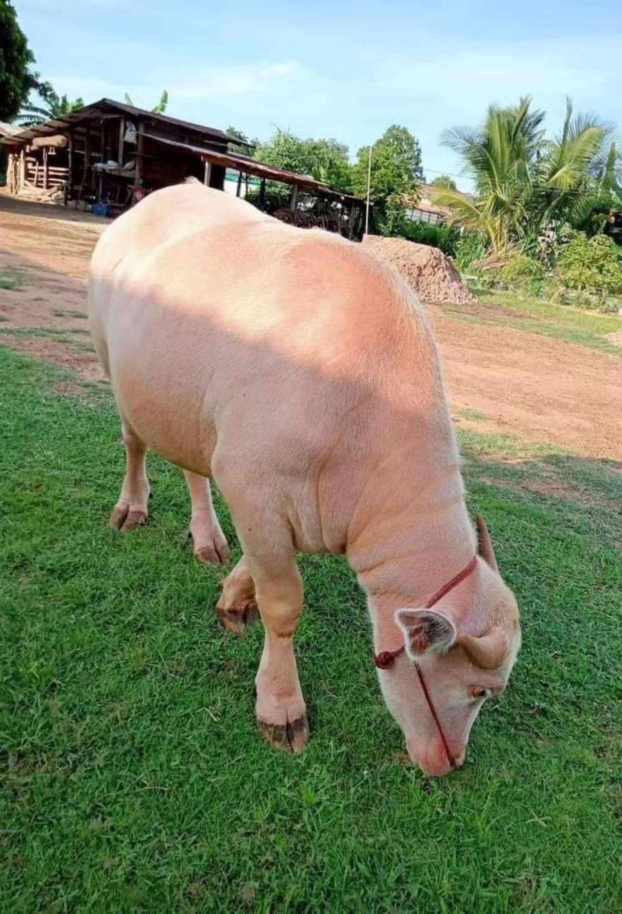 ภาพควายงามที่ถูกแอบอ้าง