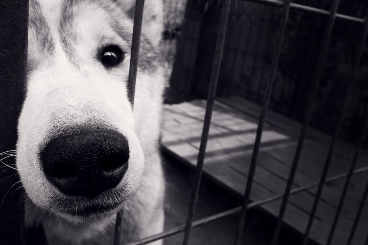 โทษสูงสุดของกฎหมายคุ้มครองสัตว์คือ จำคุก 2 ปี ปรับ 40,000 บาท หรือทั้งจำทั้งปรับ (ภาพจาก iStock)