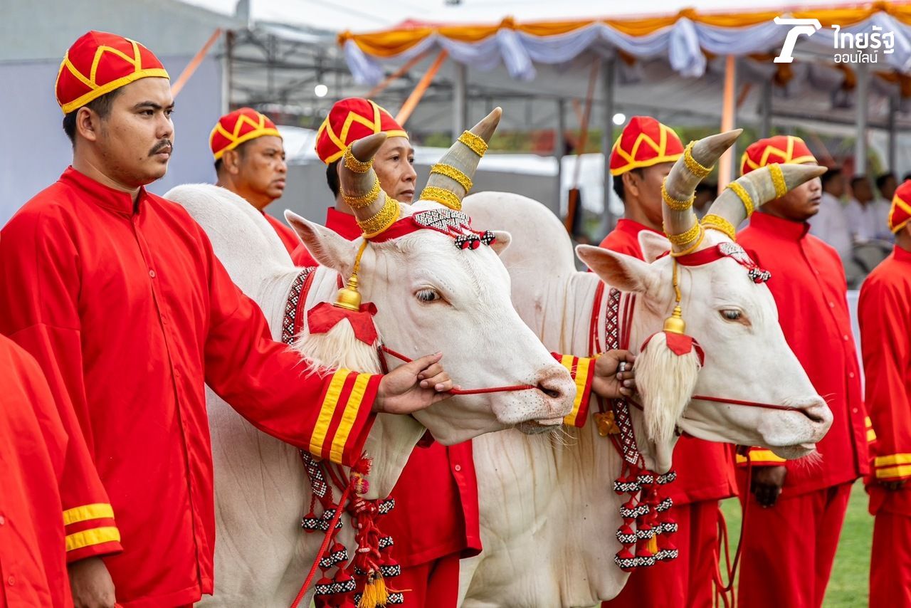 พระโคพอ พระโคเพียง ในการซ้อมใหญ่ เมื่อช่วงเช้าวันที่ 7 พฤษภาคม 2567 ที่ท้องสนามหลวง