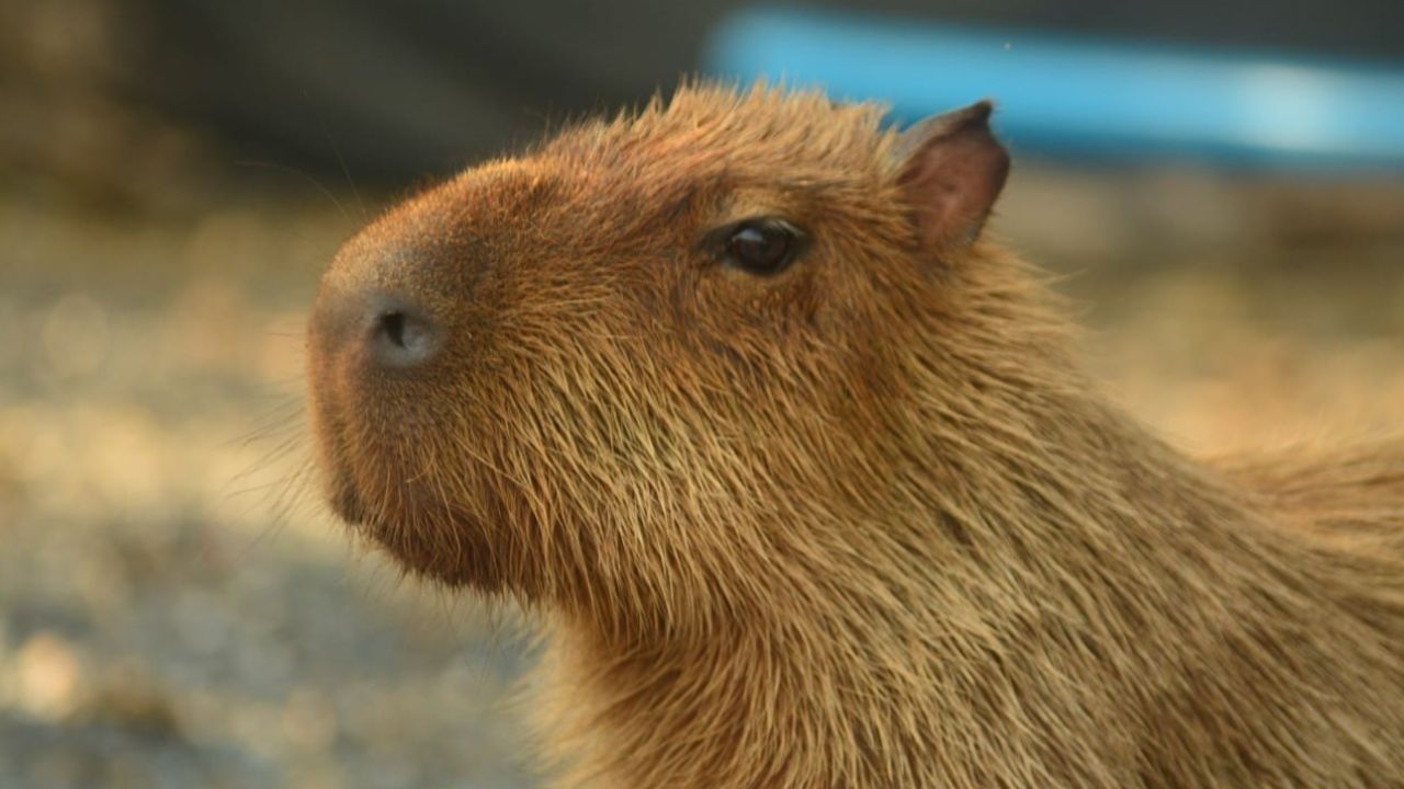 ขอบคุณภาพจากเฟซบุ๊ก Bonanza Exotic Park