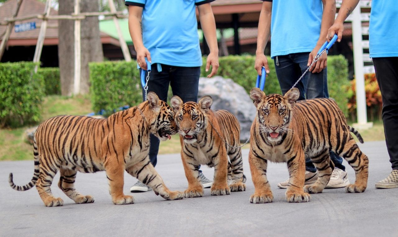 ที่มาของภาพ : เฟซบุ๊ก Sriayuthaya Lion Park - ศรีอยุธยา ไลอ้อน ปาร์ค