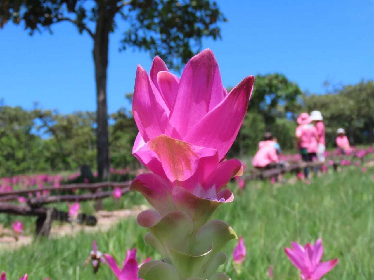 ภาพ : อุทยานแห่งชาติไทรทอง Sai Thong National Park
