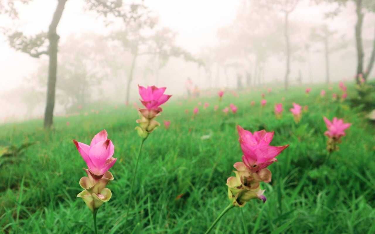 ภาพ : อุทยานแห่งชาติป่าหินงาม Pa Hin Ngam National Park