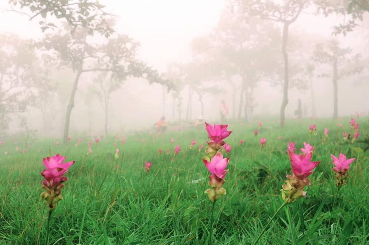 ภาพ : อุทยานแห่งชาติป่าหินงาม Pa Hin Ngam National Park