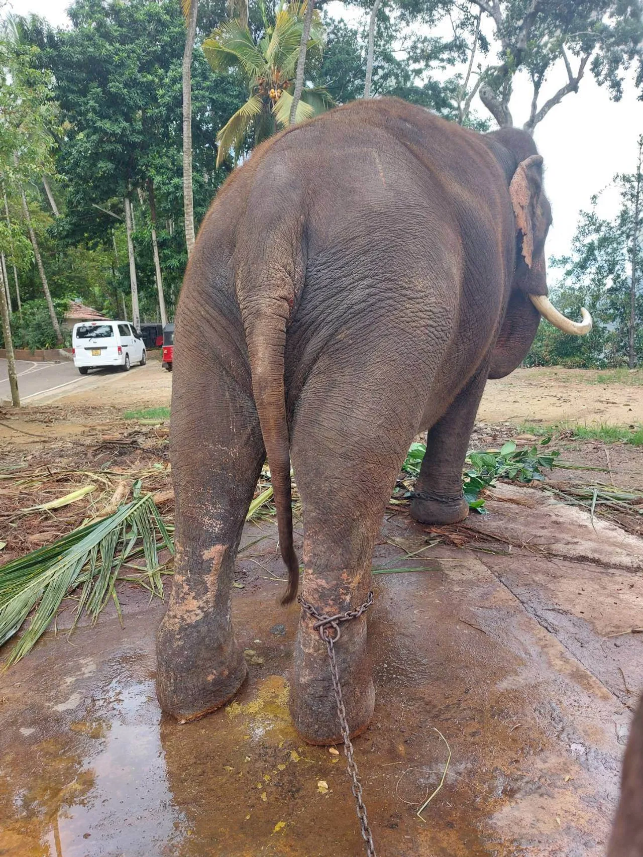 พลายประตูผา