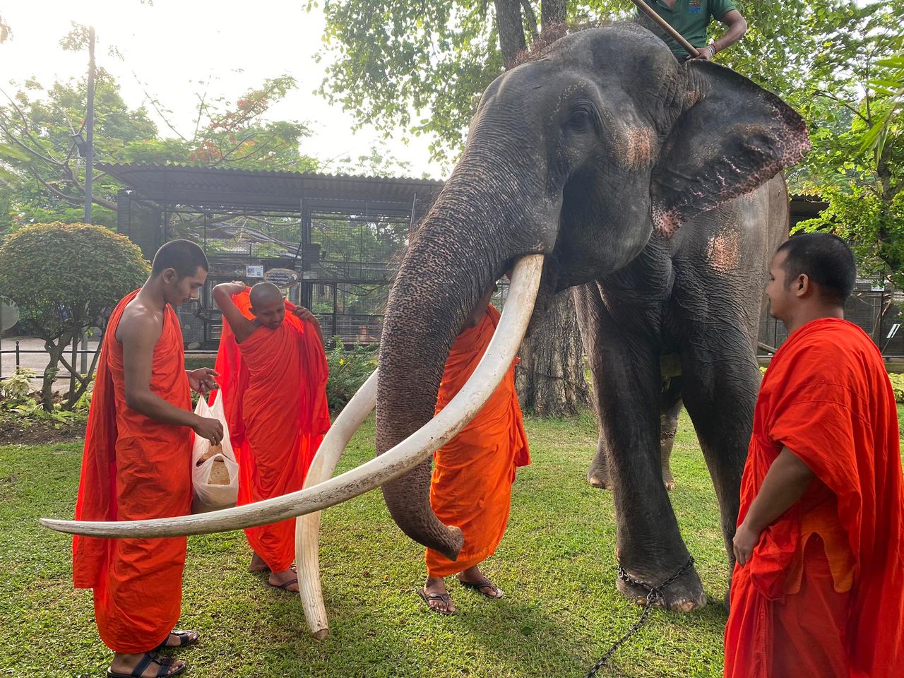 พลายศักดิ์สุรินทร์ ก่อนจะเดินทางกลับไทย