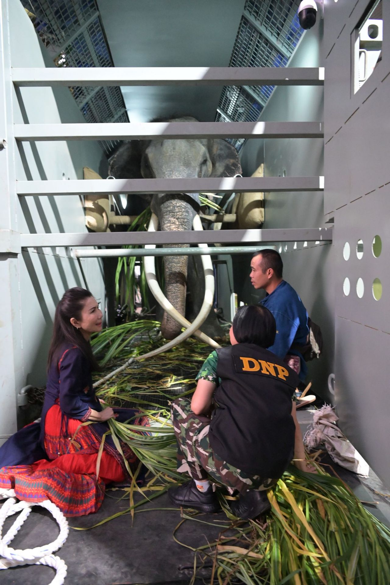 คุณกัญจนา ศิลปอาชา ผู้ประสานงานในการขนย้ายช้างกลับไทย 