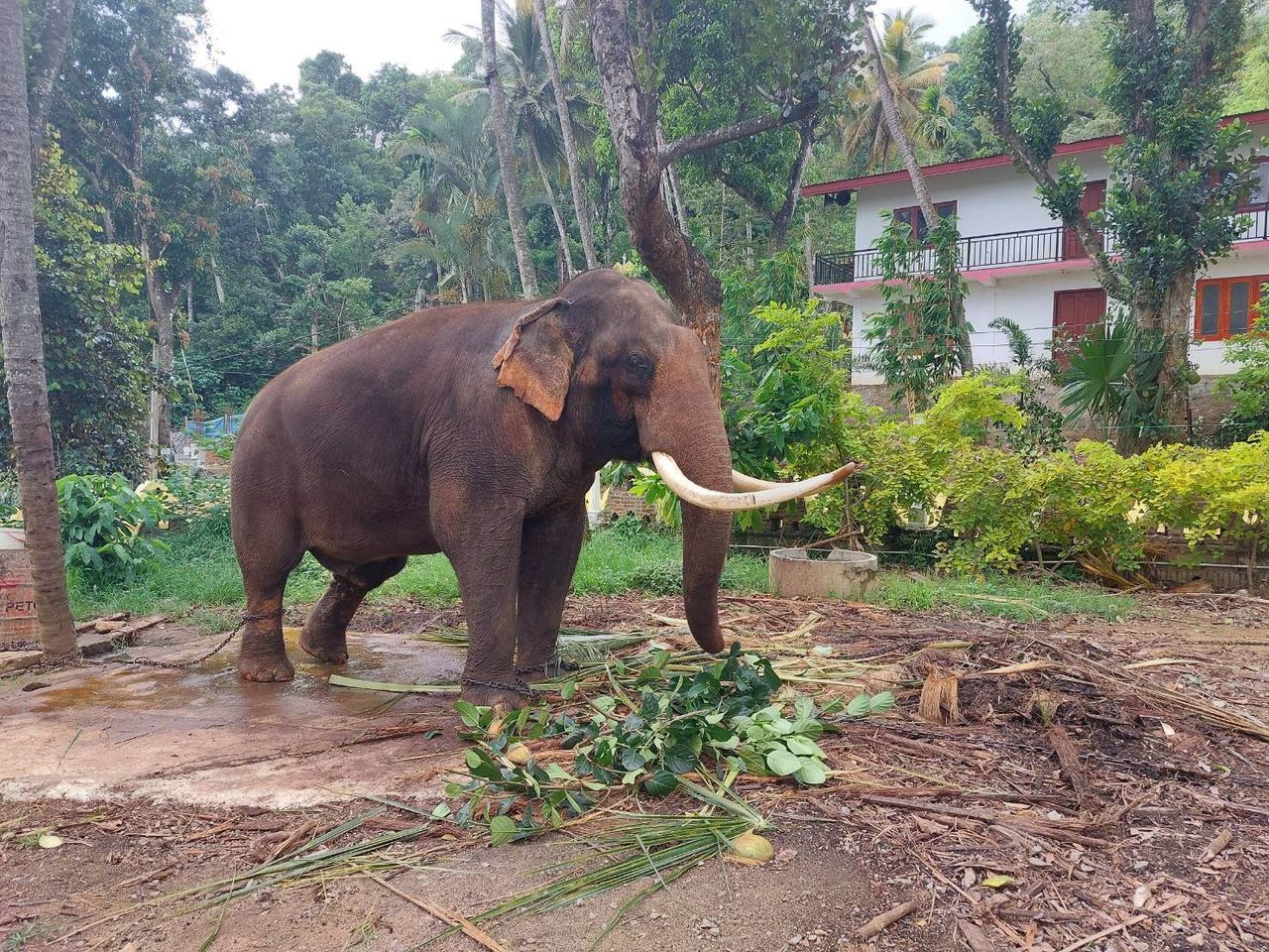 พลายประตูผา