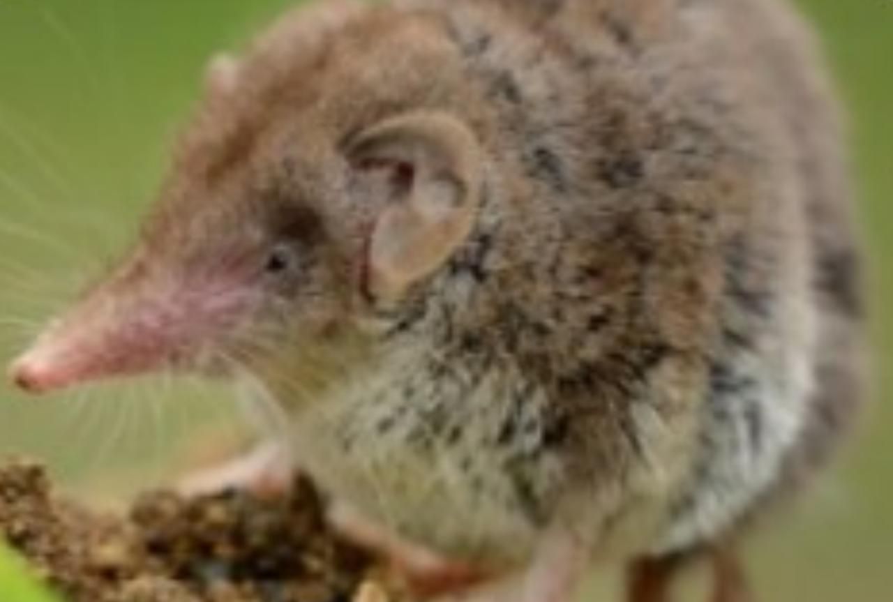 หนูผี สัตว์เลี้ยงลูกด้วยนมขนาดเล็กกินแมลงเป็นอาหาร เป็นรังโรคตามธรรมชาติ นำเชื้อไวรัสแลงยามาสู่คน