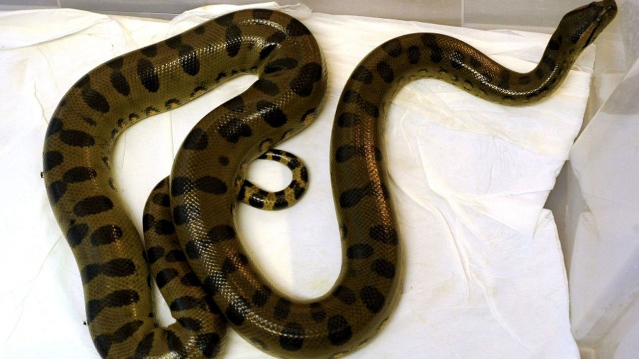 งูอนาคอนดา