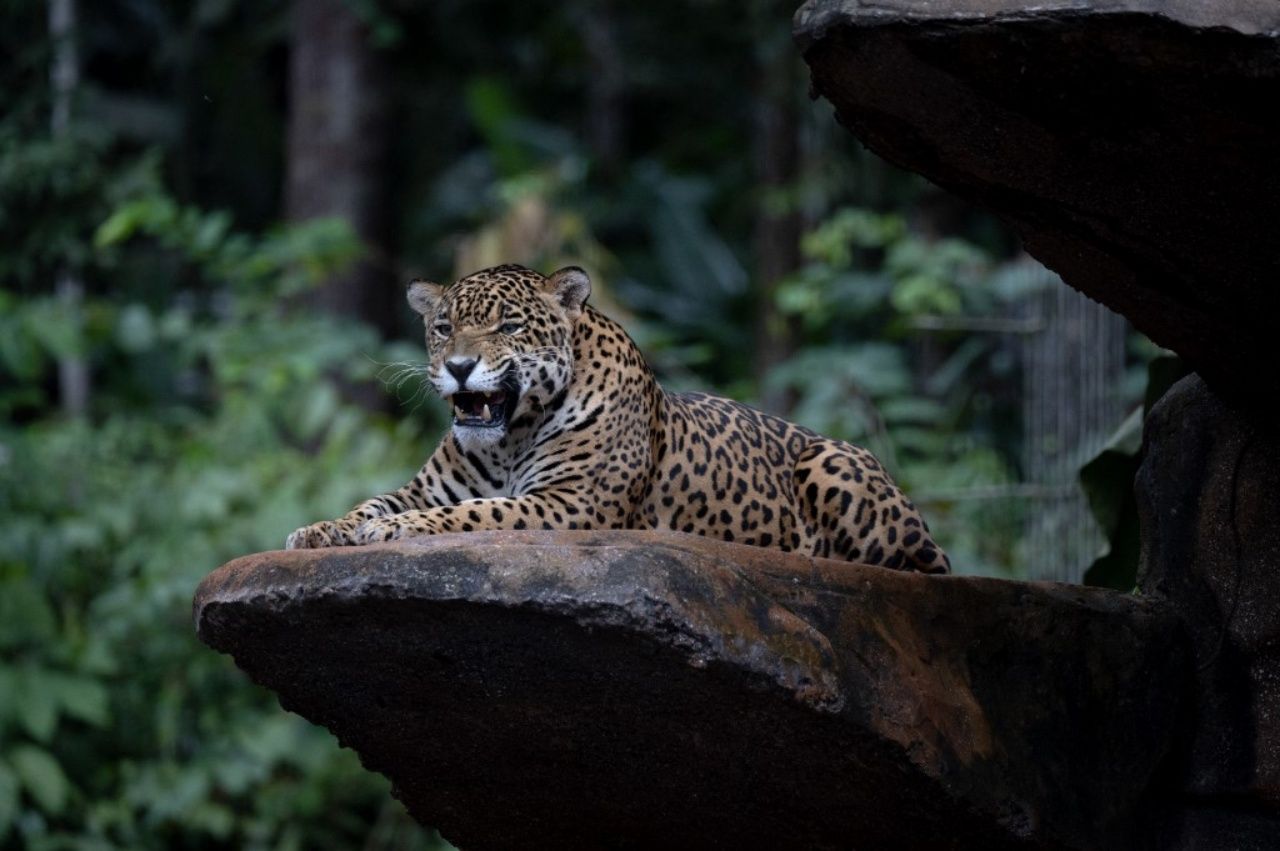 เสือจากัวร์