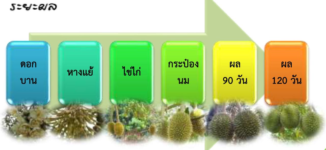 ภาพจาก “การปลูกทุเรียน” กรมวิชาการเกษตร