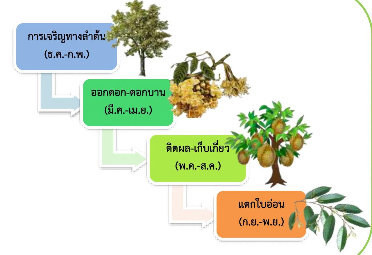 ภาพจาก “การปลูกทุเรียน” กรมวิชาการเกษตร