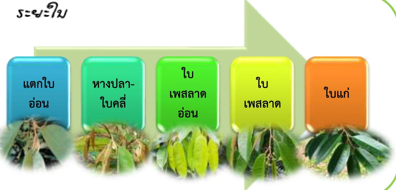 ภาพจาก “การปลูกทุเรียน” กรมวิชาการเกษตร