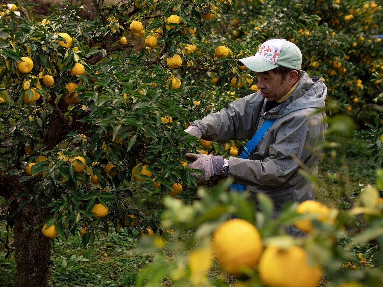 ยูซุ เฮาส์ฯ เลือกฟาร์มส้มจากจังหวัดฟูกุชิมะ ประเทศญี่ปุ่น ซึ่งมีสภาพอากาศที่โดดเด่นทำให้รสชาติของส้มยูซุมีทั้งความเปรี้ยวและหอมอร่อยไม่เหมือนใคร (ภาพ Cheers Selection)